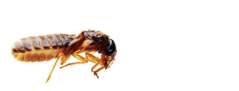 蚁王 Termite King