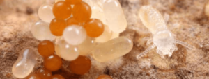 卵 Termite Eggs