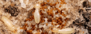 幼蚁 Termite Nymphs