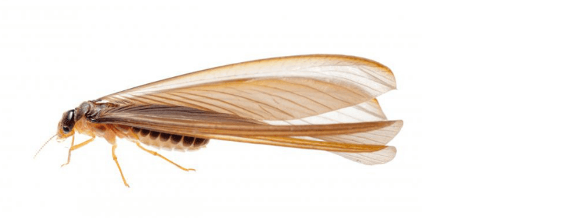 繁殖型白蚁 Alate 