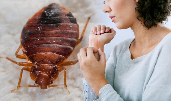 how to get rid of bed bug