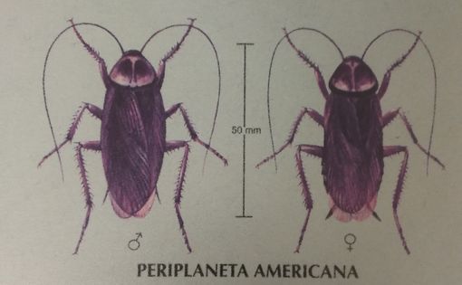 American Cockroach ﻿
