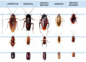 Cockroach Types