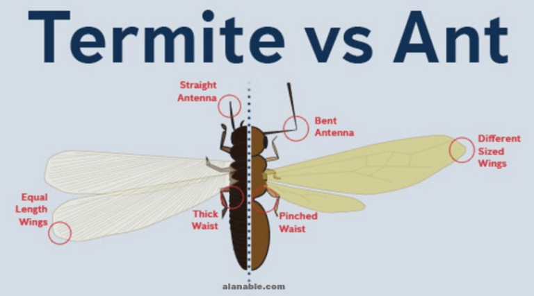 Difference Between Ants and Termites