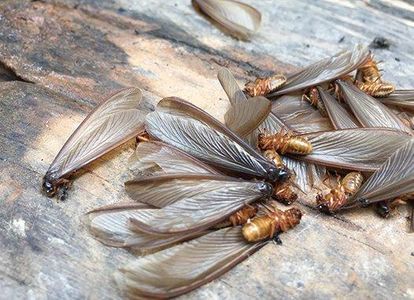 白蚁 / 白蚂蚁 / 有翅繁殖型白蚁
