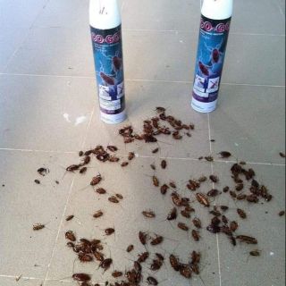 Crawling Insect Spray _