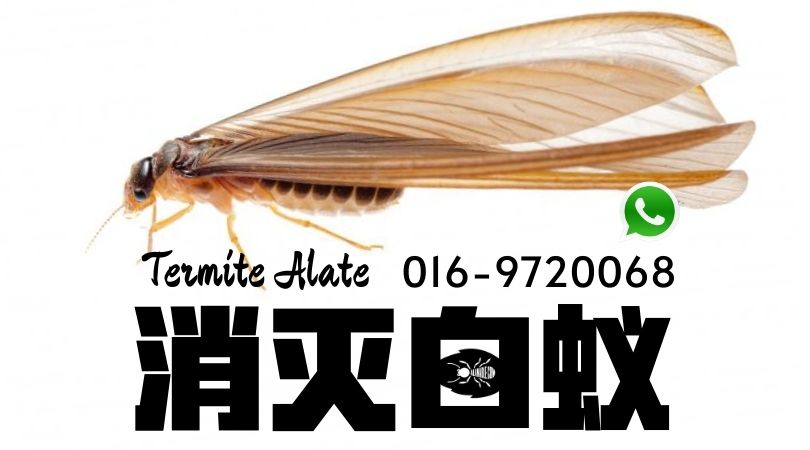 Termite Control 消灭白蚁