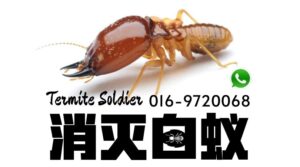 pest control johor bahru Termite Control 预防白蚁