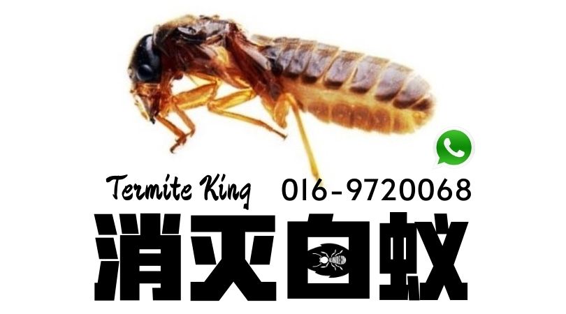 如何消灭白蚁 termite control near me