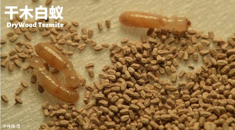 Dry wood termite 消灭白蚁 白蚁品种