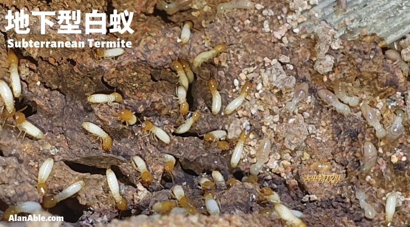 Subterranean Termite 地下型白蚁 土栖白蚁 消灭白蚁 白蚁品种