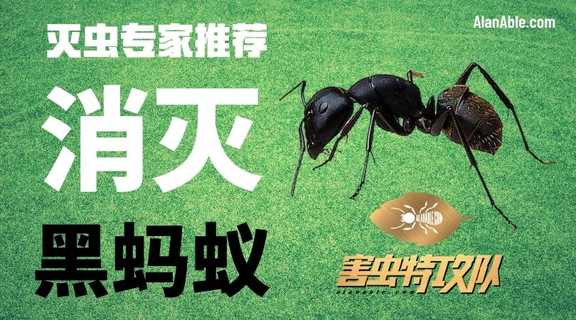 how to get rid of black ant 消灭蚂蚁