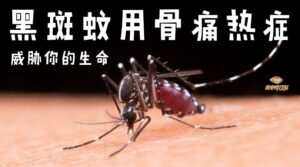 how to prevent dengue fever from aedes mosquito 黑斑蚊用骨痛热症 威胁你的生命