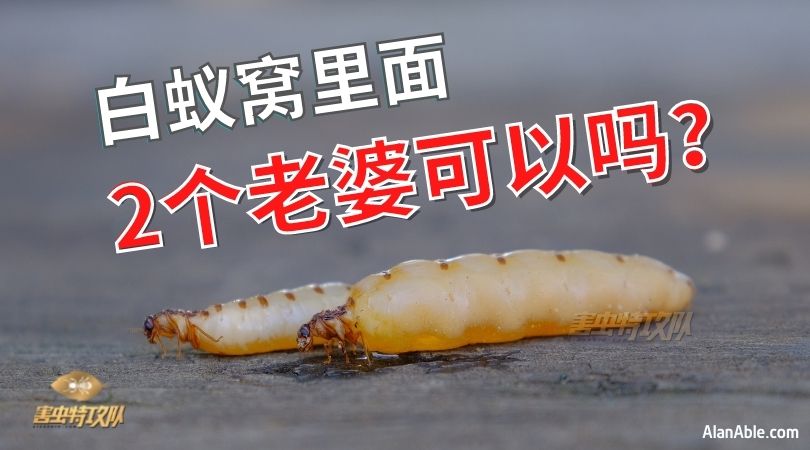 How many queen termites are there in a colony __ temrite queen 白蚁窝里面有几只白蚂蚁皇后