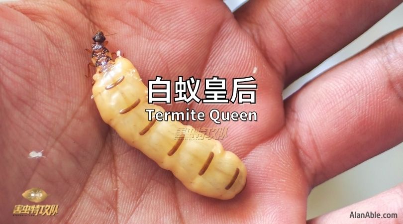 termite queen 白蚁皇后 蚁后