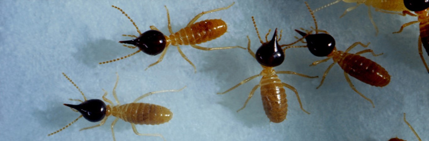 Termite treatment johor bahru